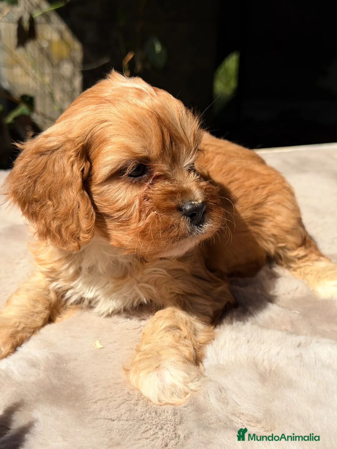 Cavapoo perros en venta: Cavapoo Apricot macho  - Anuncio 1