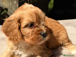 Cavapoo perros Cavapoo Apricot macho - Anuncio 7