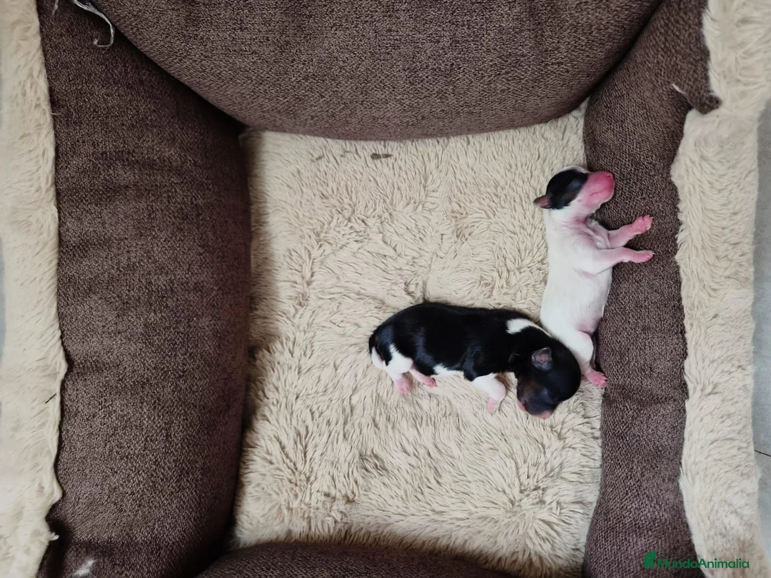 Biewer Yorkshire Terrier a la Pom Pon perros en venta: Yorkshire Biewer  - Anuncio 2