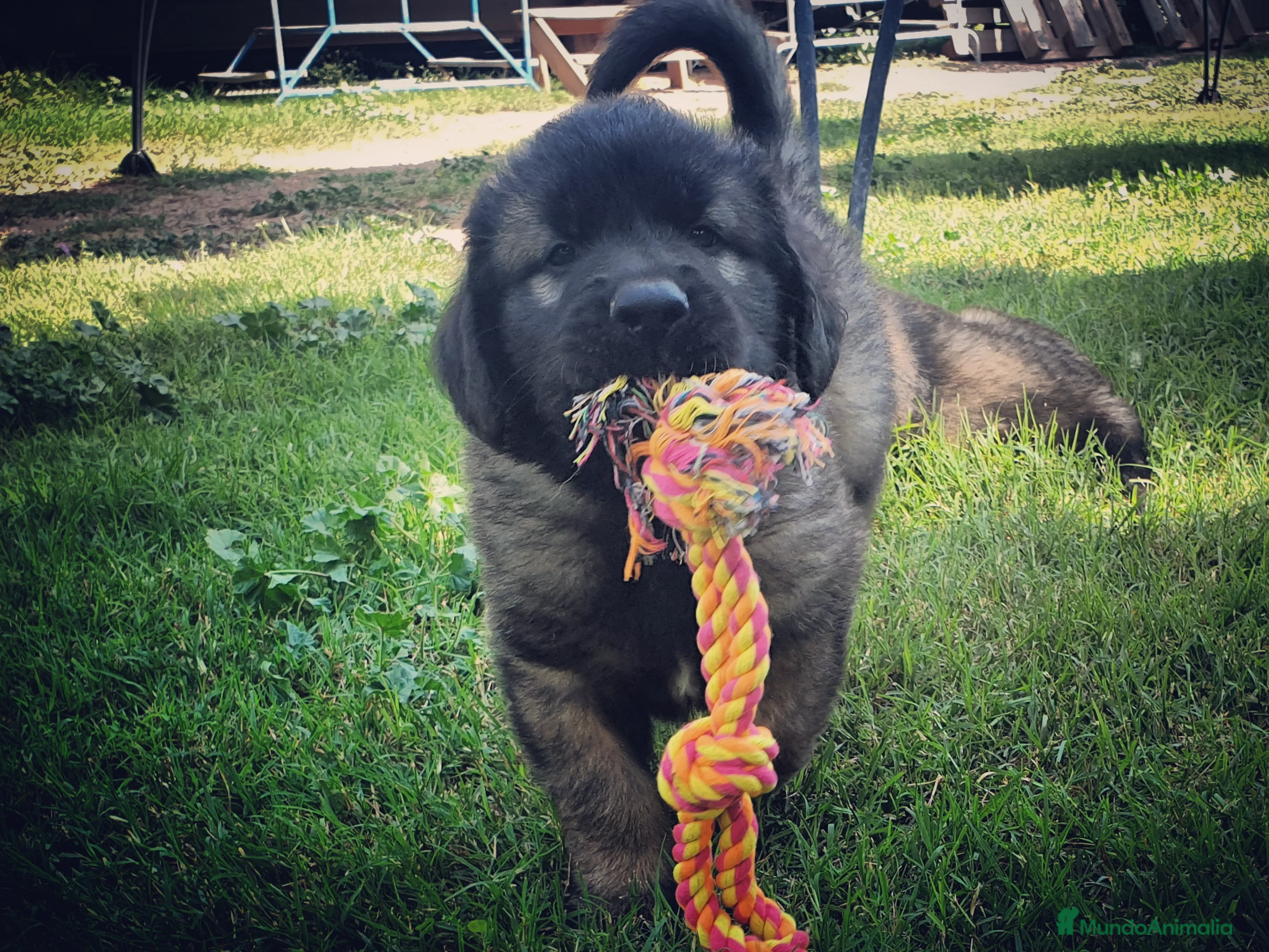 Leonberger perros leonberger - Anuncio 1