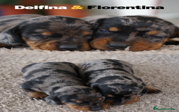 Teckel Miniatura perros en venta: 🐾 Delfina y Fina – Teckel miniatura 🐾 - Imagen 2