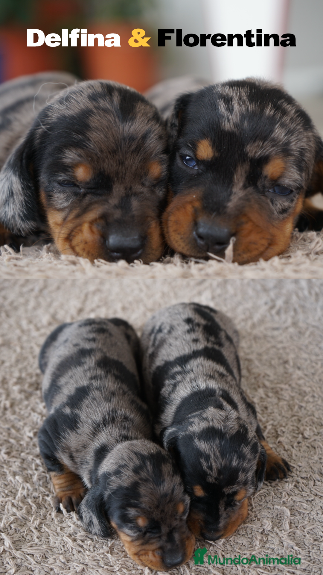 Teckel Miniatura perros en venta: 🐾 Delfina y Fina – Teckel miniatura 🐾 - Imagen 2