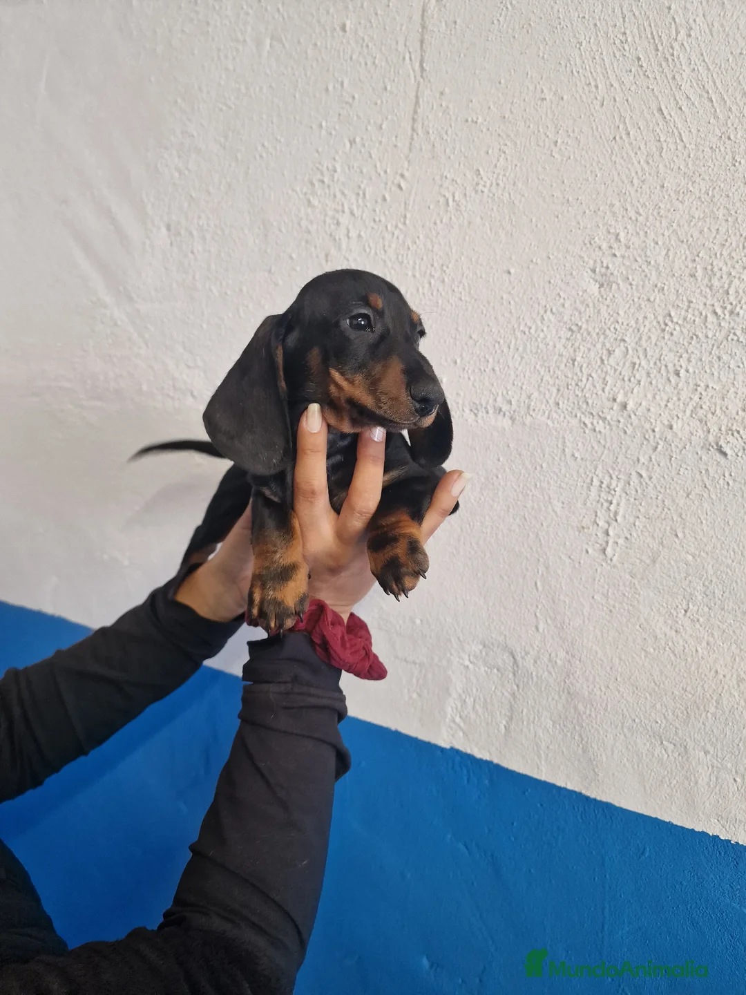 Teckel perros en venta: Teckel kanichen - Anuncio 2