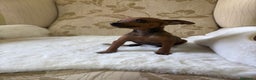 Pinscher Miniatura perros en venta: Pinscher Miniatura cachorro hembra  - Anuncio 3