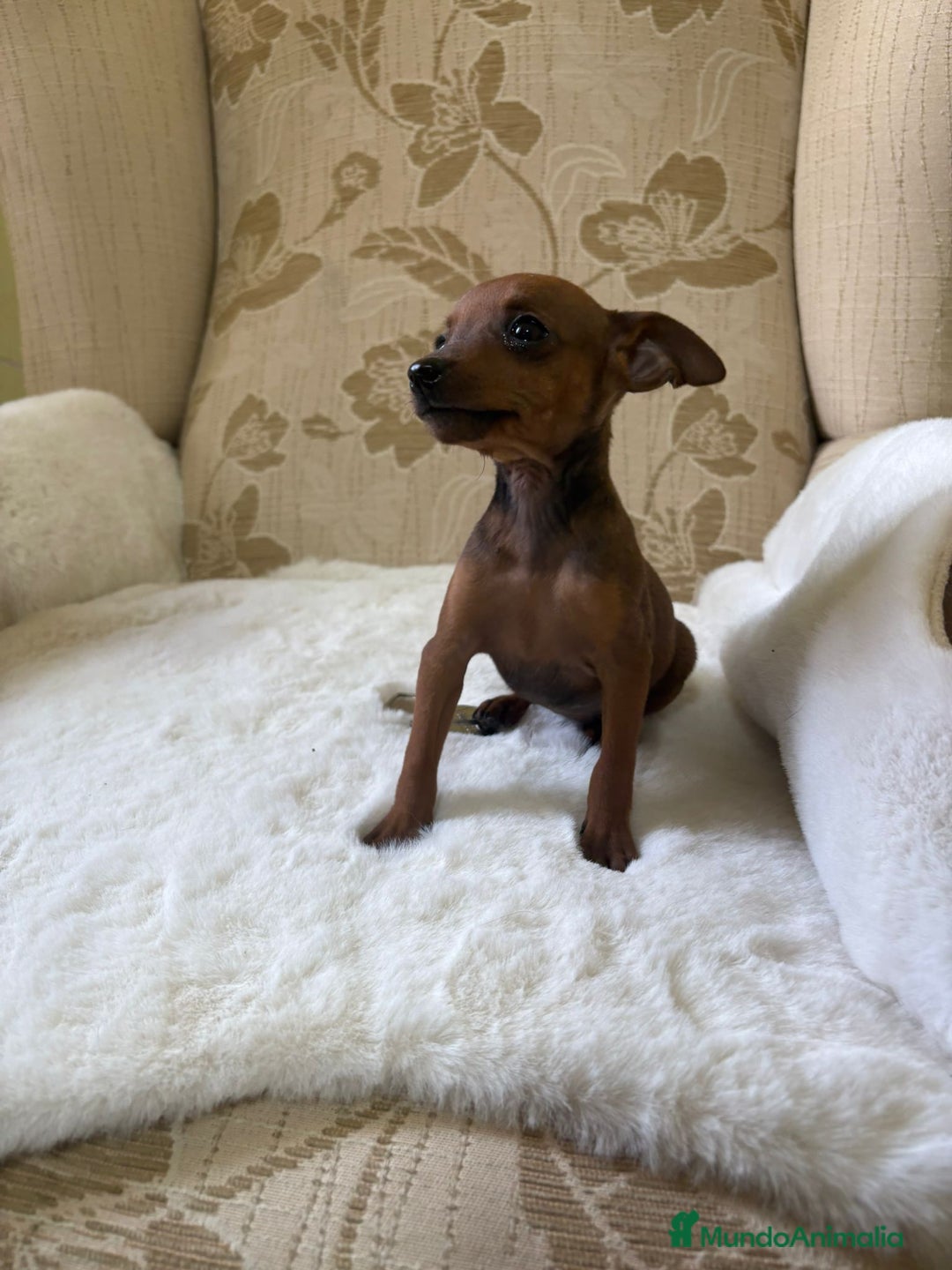 Pinscher Miniatura perros en venta: Pinscher Miniatura cachorro hembra  - Imagen 3