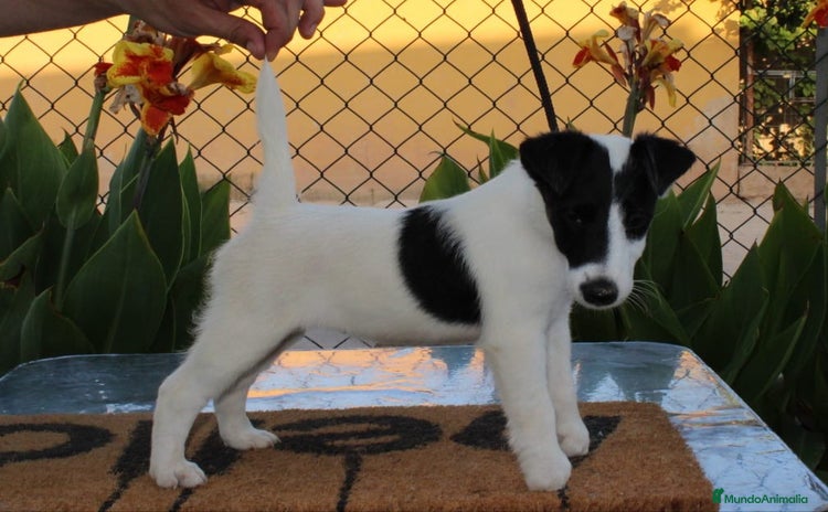 Fox Terrier de Pelo Liso perros - Propaganda 1