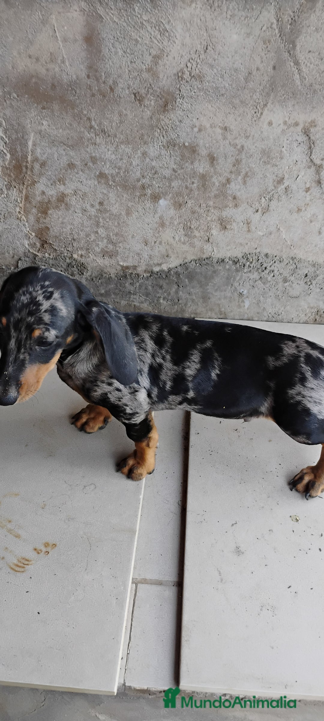 Teckel perros en venta: Macho teckel arlequín plata  - Imagen 3