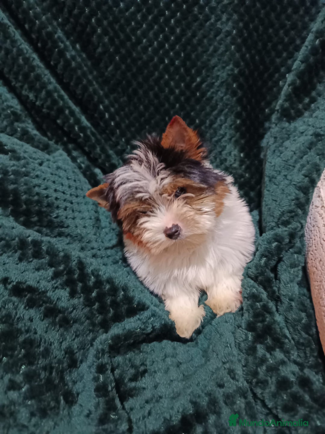 Biewer Yorkshire Terrier a la Pom Pon perros en venta: YORKSHIRE BIEWER  - Anuncio 2
