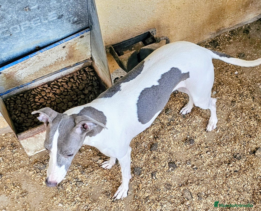 Pequeño Lebrel Italiano perros en venta: Lebrel italiano  - Imagen 4