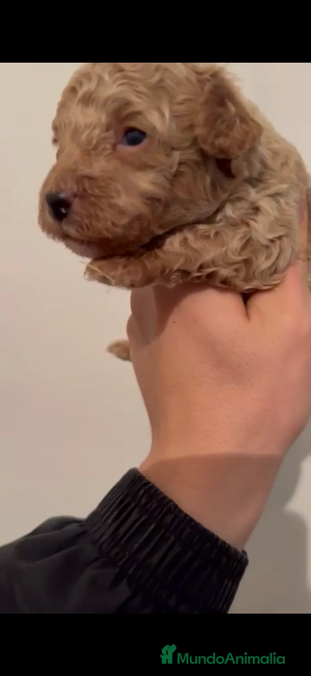 Caniche Toy perros en venta: Caniche apricot macho - Anuncio 3