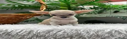 Chihuahua perros en venta: CHIHUAHUA HEMBRA - Anuncio 8