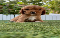 Cocker Spaniel Inglés perros en venta: COCKER SPANIEL INGLES - Imagen 14