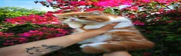 Exótico de Pelo Corto gatos en venta: Exótico de pelo corto en venta - Anuncio 2