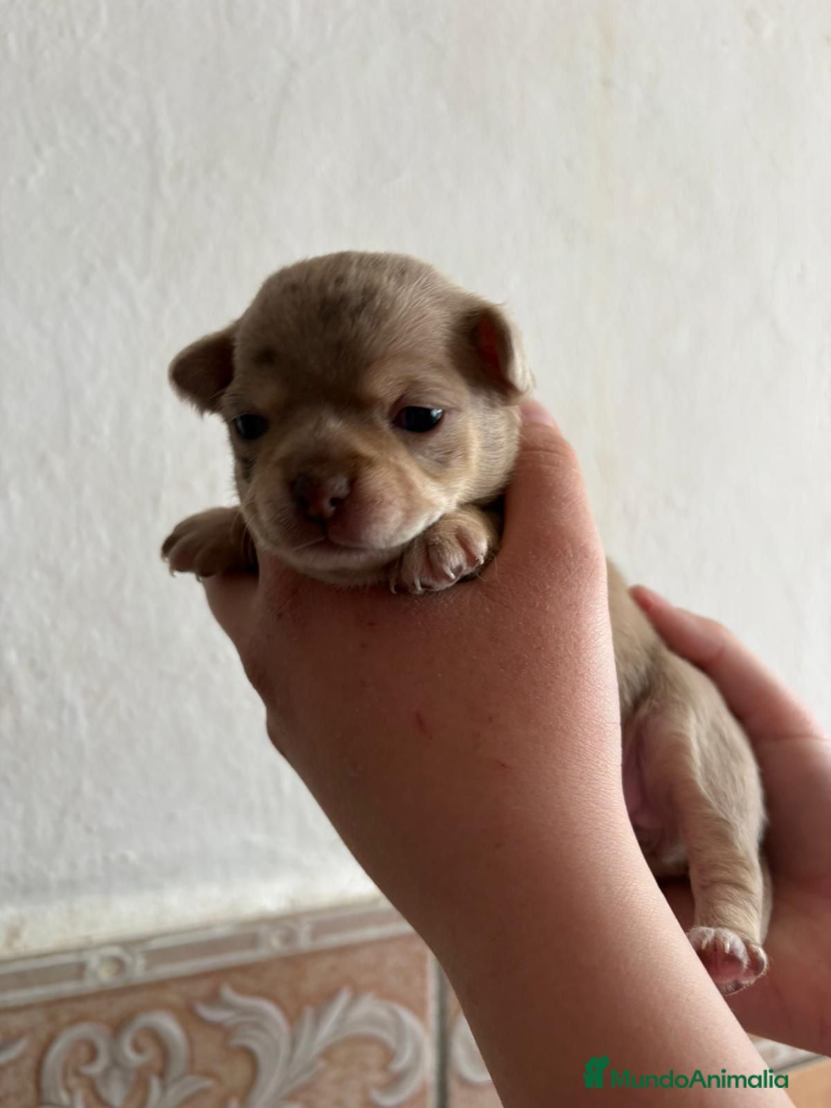 Chihuahua perros Chihuahuas - Anuncio 5