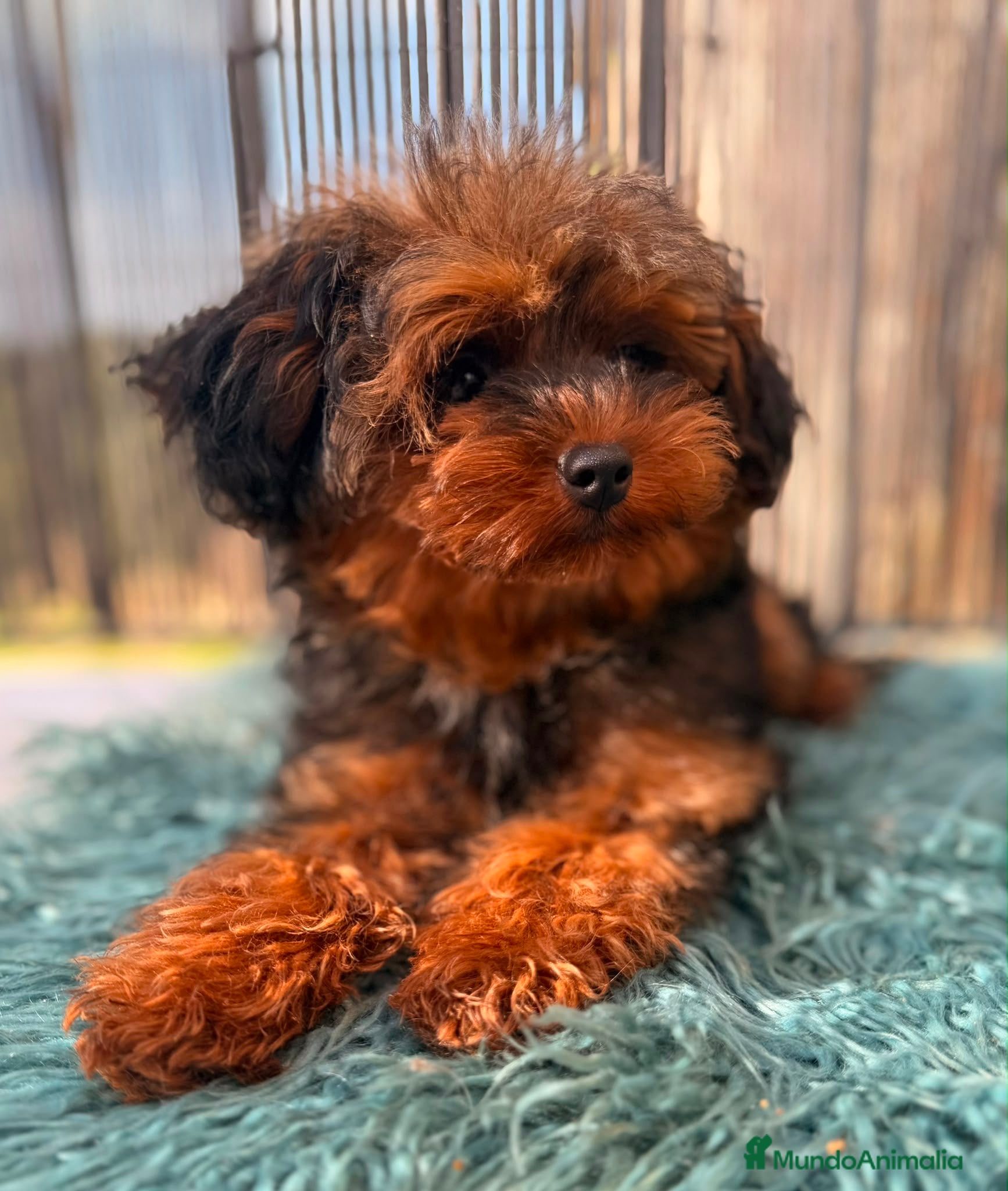 Yorkiepoo perros Yorkiepoo Minitoy  - Anuncio 1