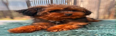 Yorkiepoo 1