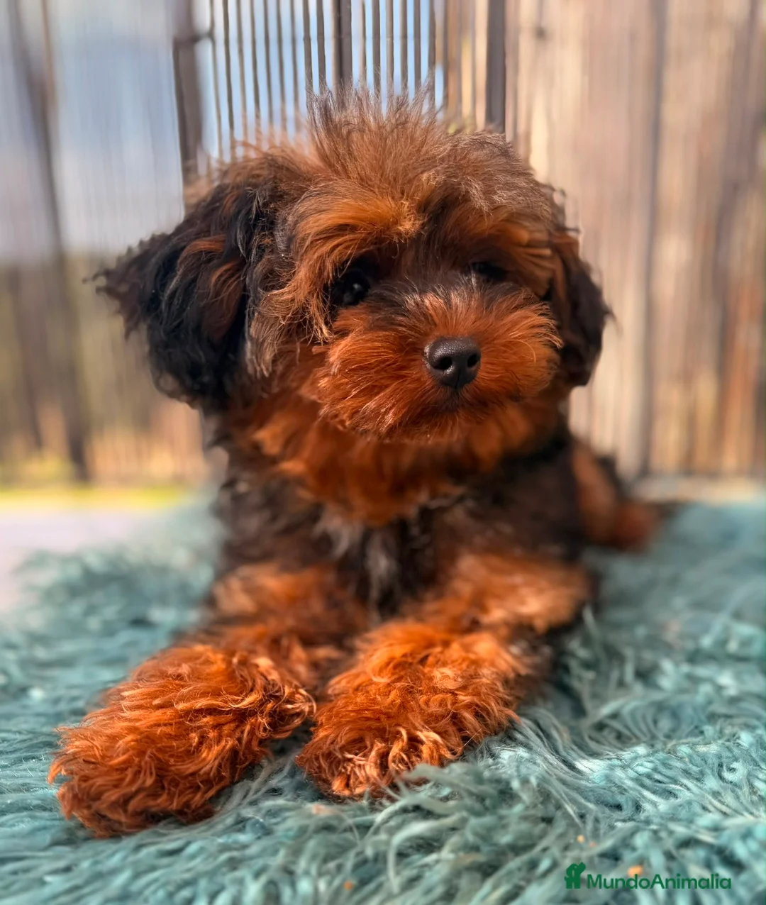 Yorkiepoo perros en venta: Yorkiepoo Minitoy  - Anuncio 1