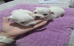 Bichón Maltés perros en venta: Camada de Bichon maltés disponible.  - Imagen 4