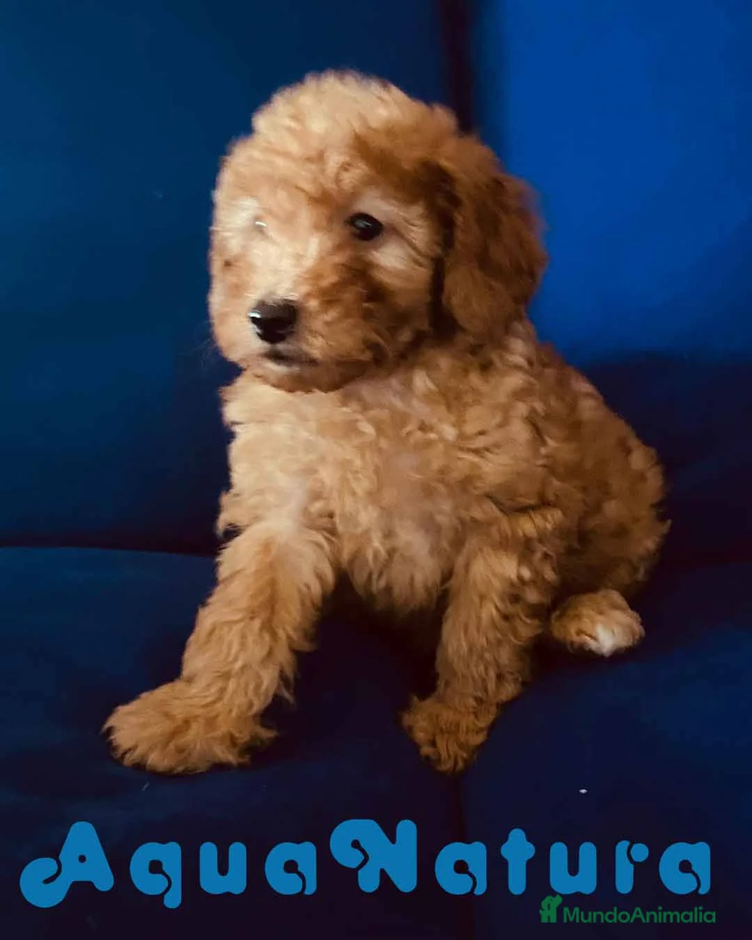 Caniche Toy perros en venta: Camada Caniches Barbie y Can - AQUANATURA en Barcelona - Anuncio 17