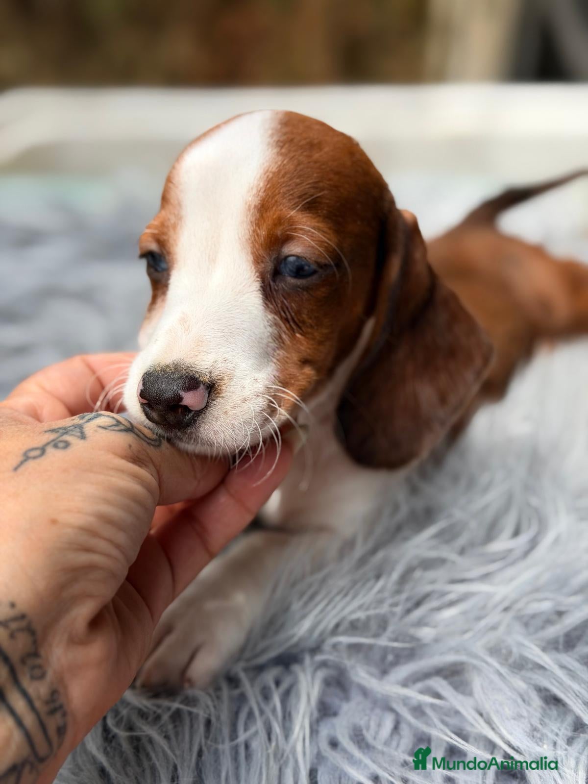 Teckel Miniatura perros TECKEL PIEBALD - Anuncio 2