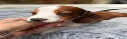 Teckel Miniatura perros en venta: TECKEL PIEBALD - Anuncio 1