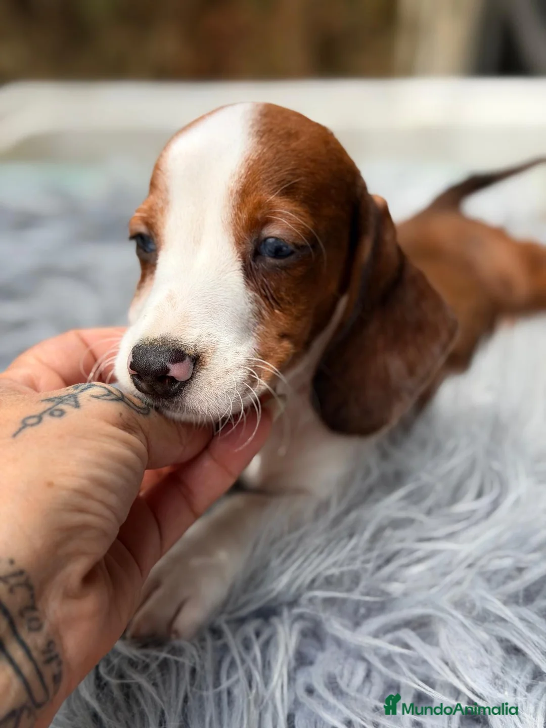 Teckel Miniatura perros en venta: TECKEL PIEBALD - Anuncio 1