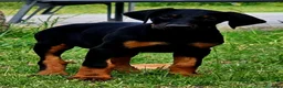 Dobermann perros en venta: Preciosos Doberman 🩵🐾🐶 - Anuncio 4