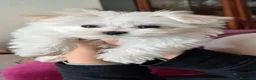 Bichón Maltés perros en venta: Bichón maltes - Anuncio 10