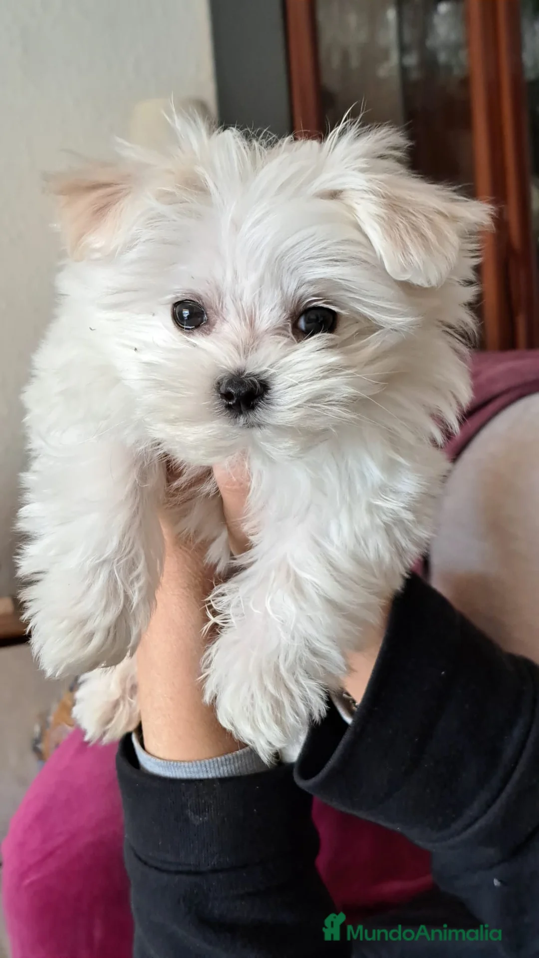 Bichón Maltés perros en venta: Bichón maltes - Anuncio 10