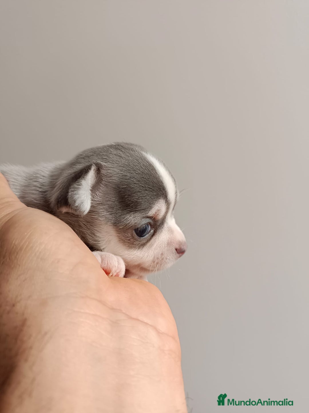 Chihuahua perros en venta: Chihuahua mini toy cabeza manzana  - Imagen 5