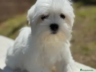 Bichón Maltés perros MALTES AMERICANO - Anuncio 3