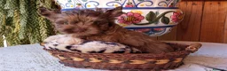 Yorkshire Terrier perros en venta: Yorkshire biewer  - Anuncio 3