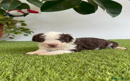 Perro de Agua Español perros en venta: PERRO DE AGUA ESPAÑOL MACHO - Imagen 15