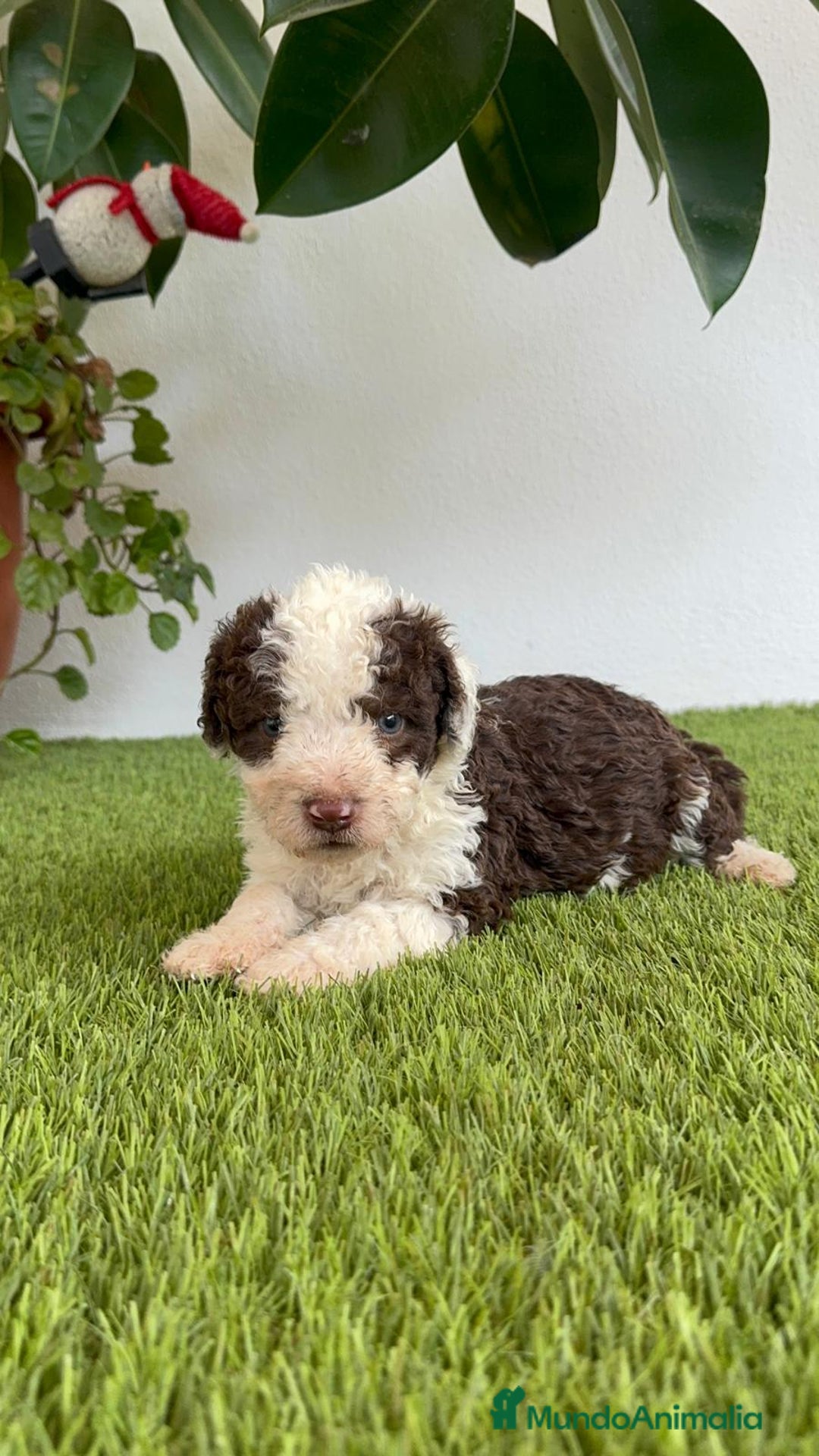 Perro de Agua Español perros en venta: PERRO DE AGUA ESPAÑOL MACHO - Imagen 15