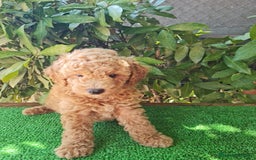 Caniche Enano perros en venta: Caniche enanos machos  - Imagen 2