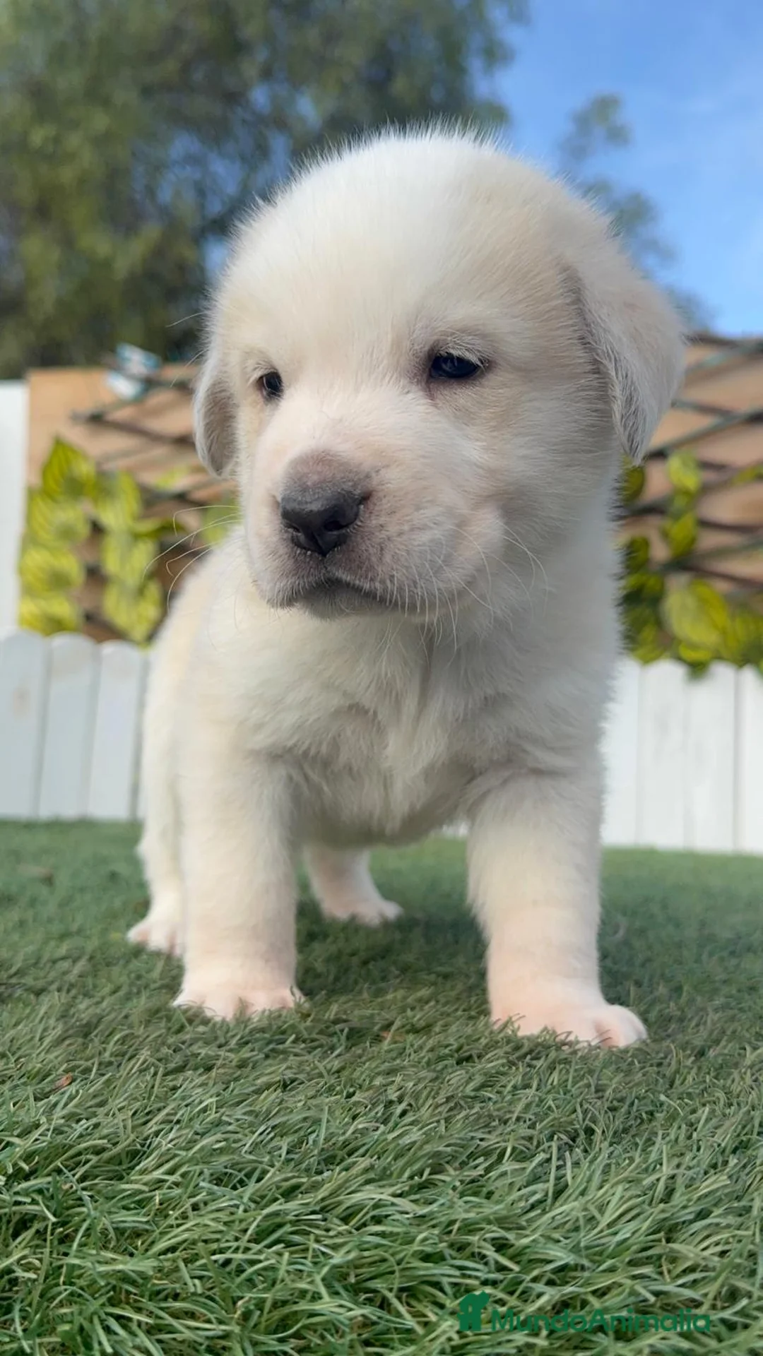 Mastín Español perros en venta: MASTIN ESPAÑOL - Anuncio 18