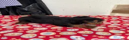 Yorkshire Terrier perros en venta: YORKSHIRE - Anuncio 2