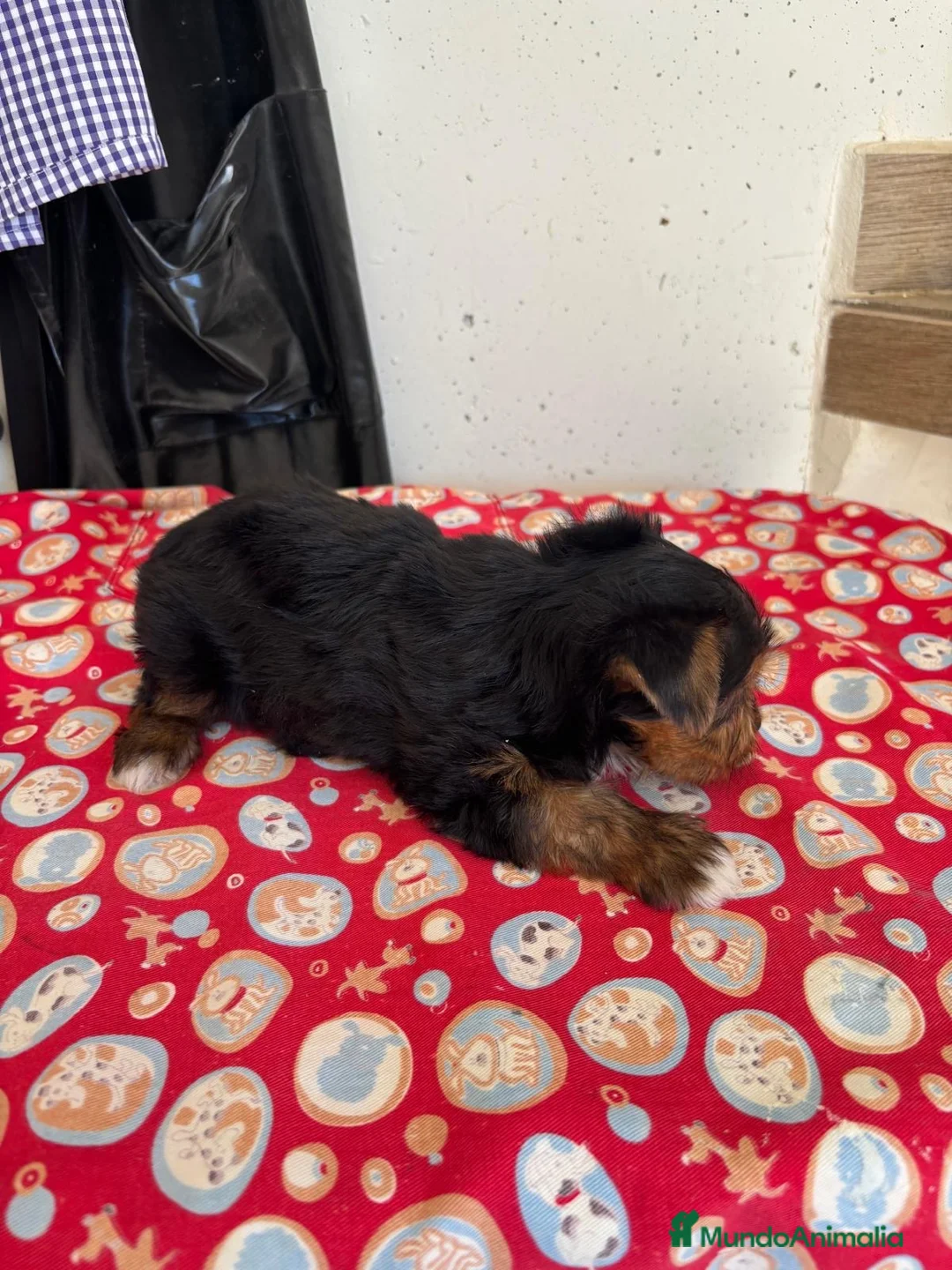 Yorkshire Terrier perros en venta: YORKSHIRE - Anuncio 2