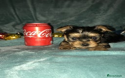 Yorkshire Terrier perros en venta: YORKSHIRES CACHORROS ///// ANDALUCÍA  - Anuncio 3