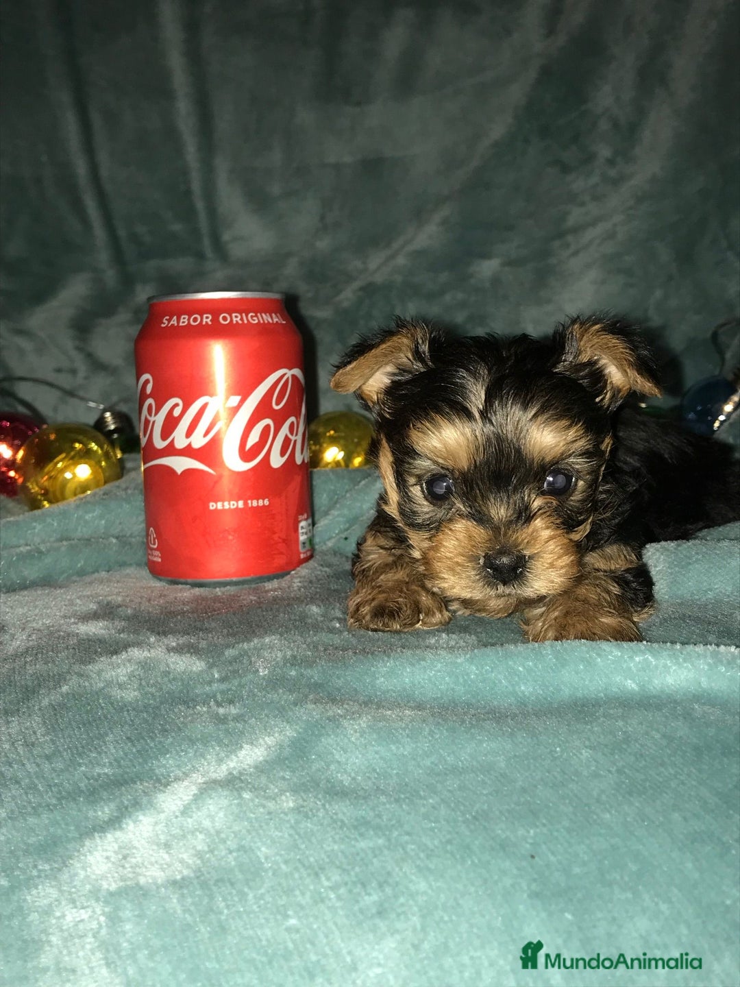 Yorkshire Terrier perros en venta: YORKSHIRES CACHORROS ///// ANDALUCÍA  - Anuncio 3