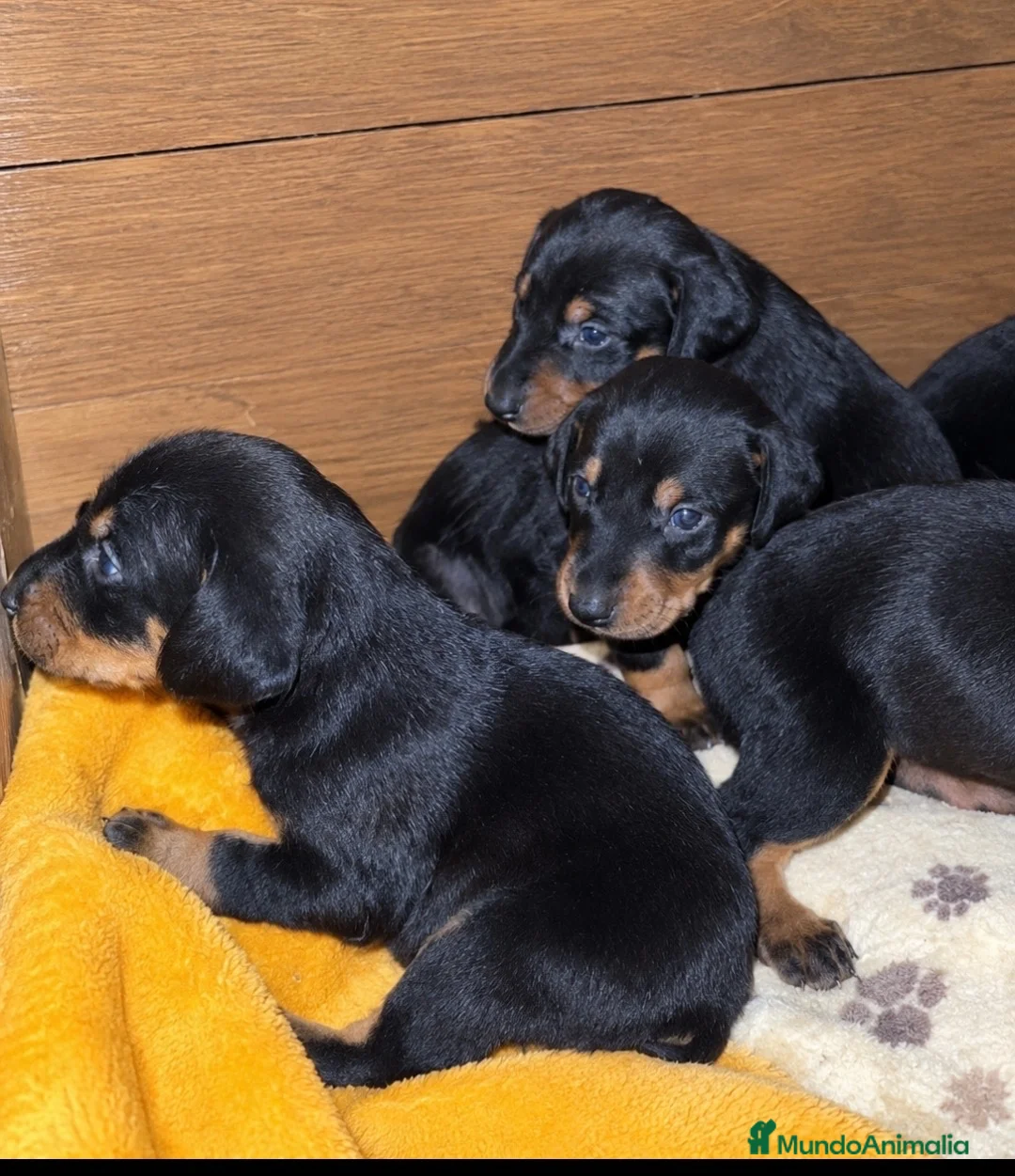 Dobermann perros en venta: Dóberman  en Sevilla - Anuncio 5