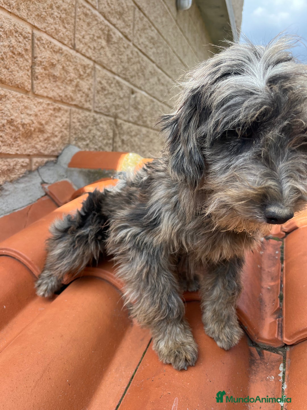 Raza Mixta perros en venta: Precioso cachorro Aussiedoodle - Anuncio 3