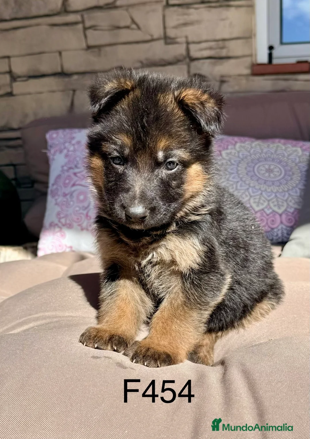 Pastor Alemán perros en venta: CAMADA DE PASTOR ALEMANY - Anuncio 7