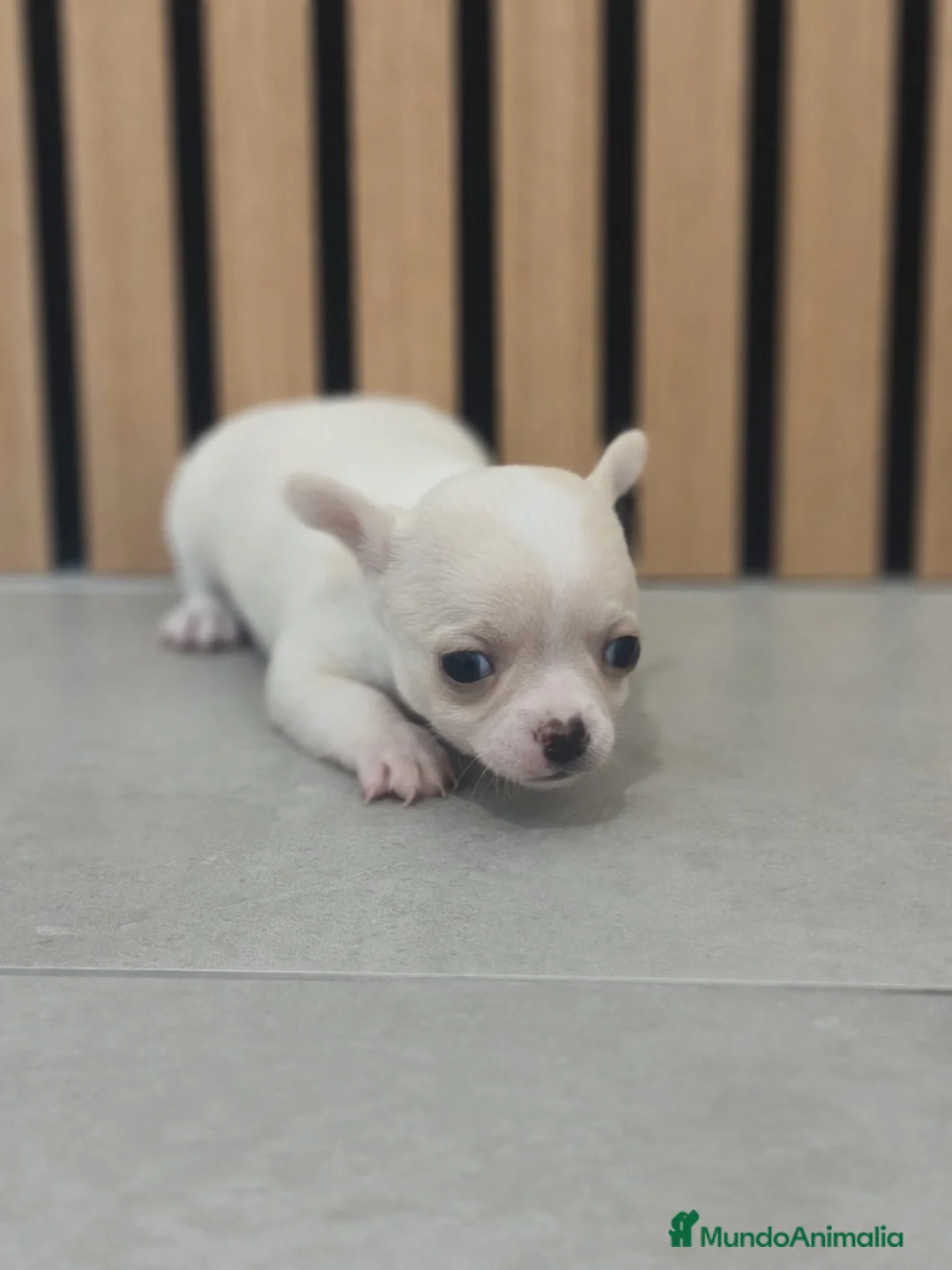 Chihuahua perros en venta: Chihuahua Toy  - Anuncio 2