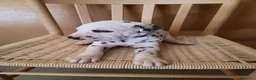 Dálmata perros en venta: Camada Dálmata Selección - Macho y Hembras - Anuncio 1