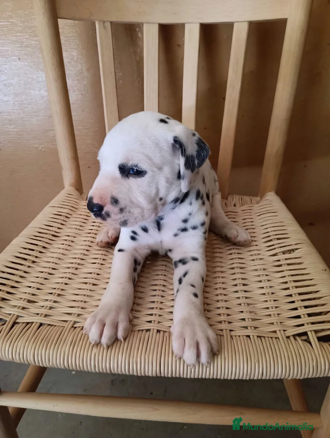 Dálmata perros en venta: Camada Dálmata Selección - Macho y Hembras - Anuncio 1