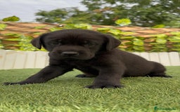 Labrador Retriever perros en venta: LABRADOR MACHO - Imagen 6