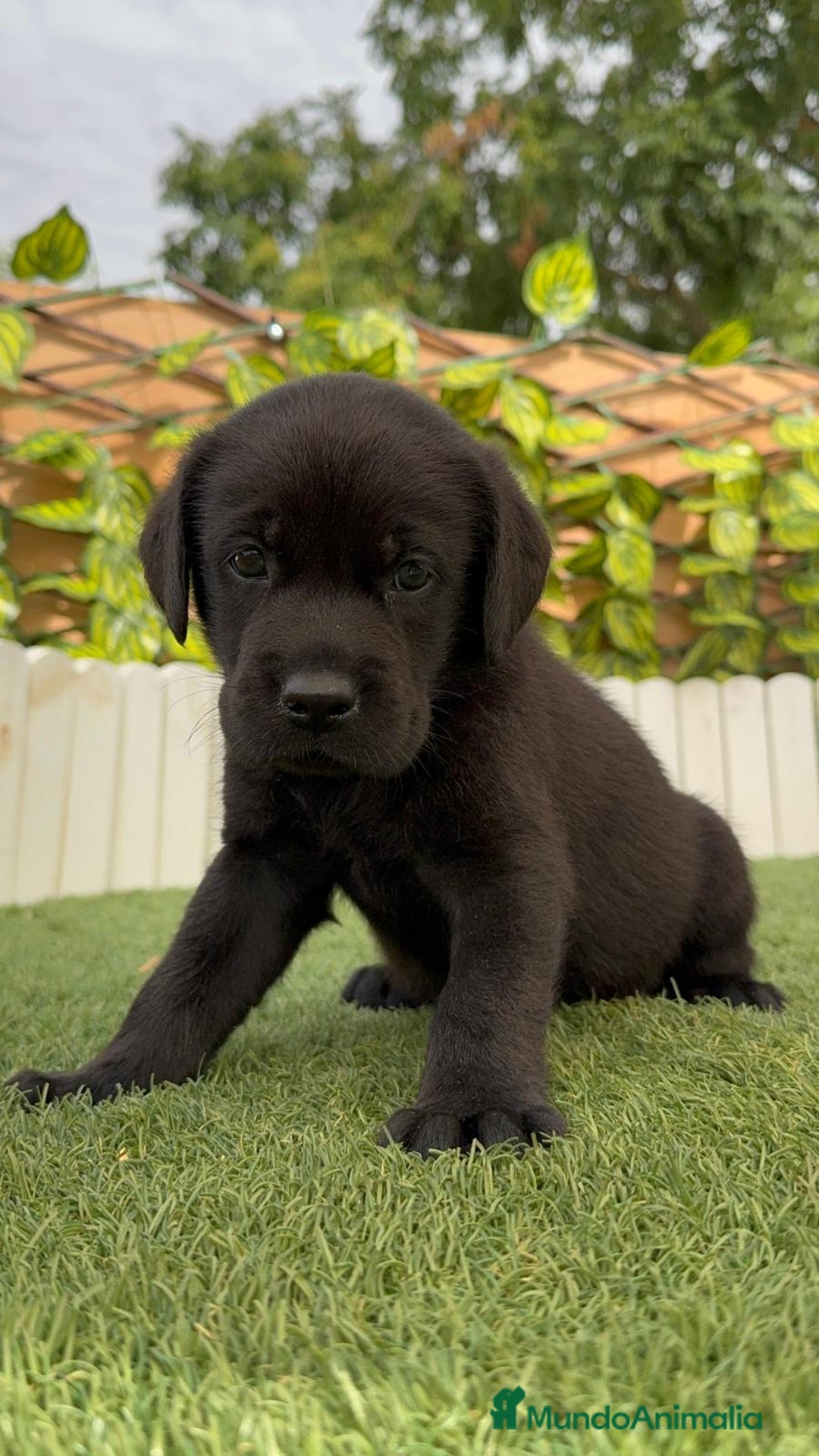 Labrador Retriever perros en venta: LABRADOR MACHO - Imagen 6