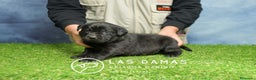 Labrador Retriever perros en venta: Cachorros de labrador negro - Anuncio 1