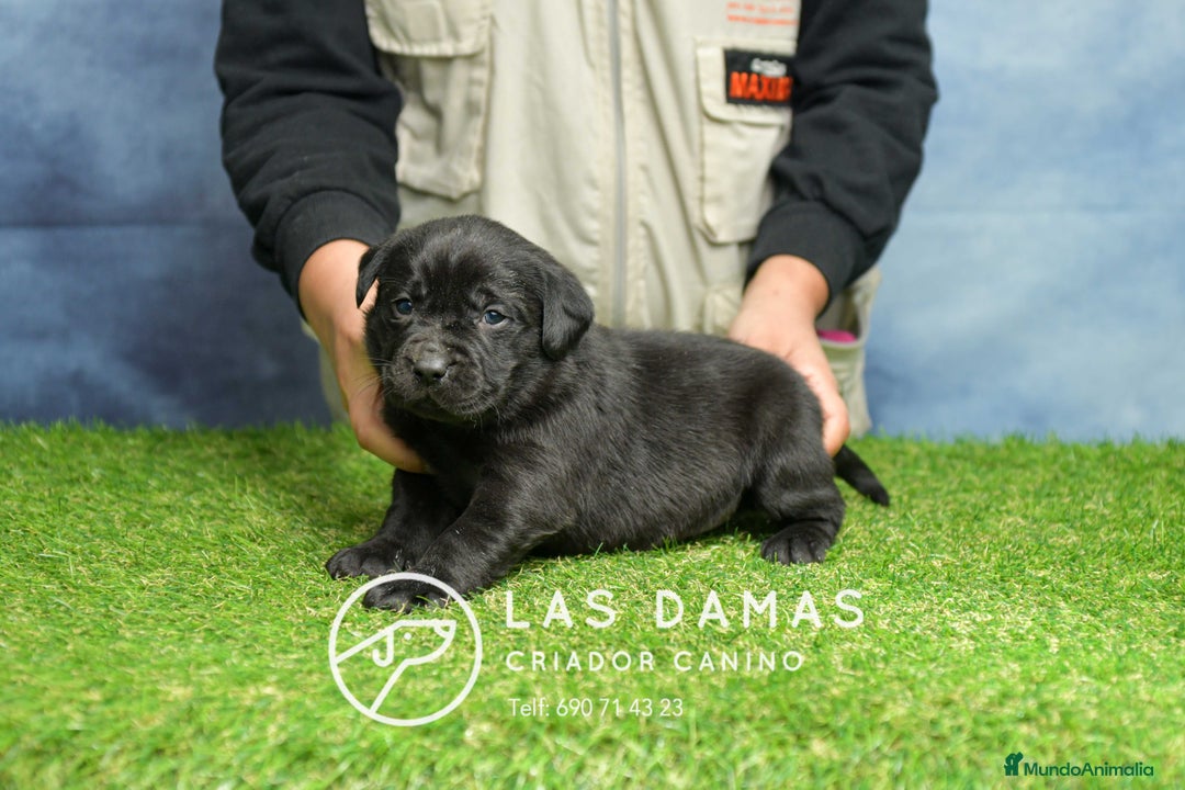 Labrador Retriever perros en venta: Cachorros de labrador negro - Anuncio 1